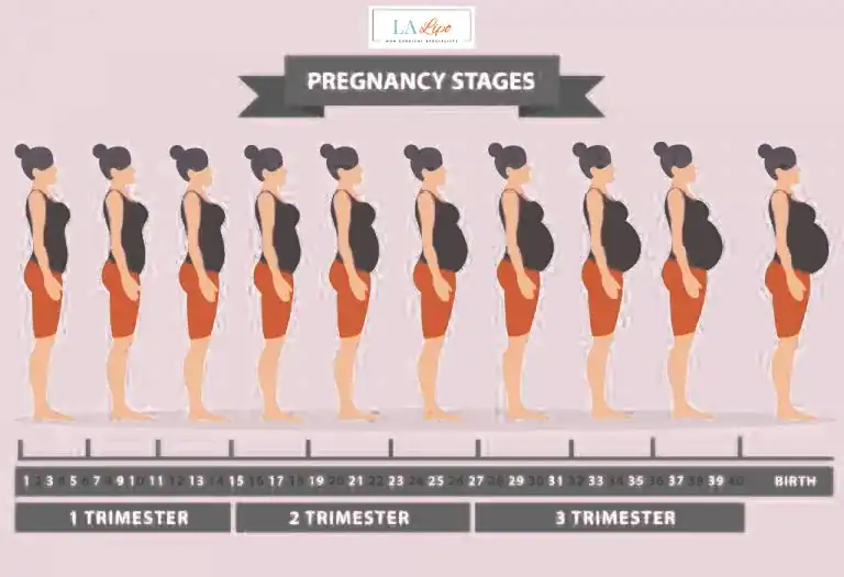 First Trimester (Weeks 1–12): Early Changes You Might Not Notice Custom House